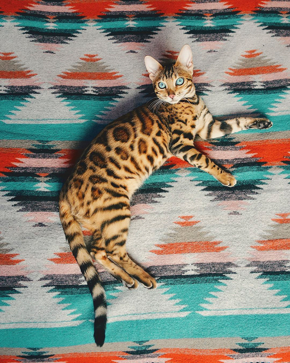 Запознајте ја Суки: Мачката што сигурно патува повеќе од вас!