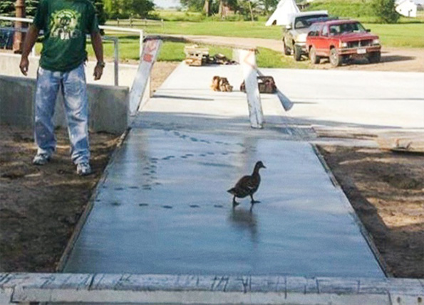 Фотографии што ќе ви докажат дека и животните понекогаш се однесуваат како вистински идиоти