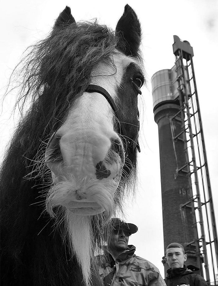 (16)fotografii-od-konji-so-mustakji-kafepauza.mk