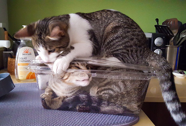 Фотографии што ќе ви докажат дека и животните понекогаш се однесуваат како вистински идиоти