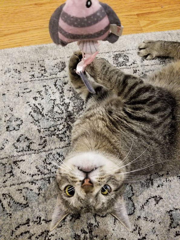 Маче со вишок хромозом за малку ќе го изгубело животот поради неговиот необичен изглед