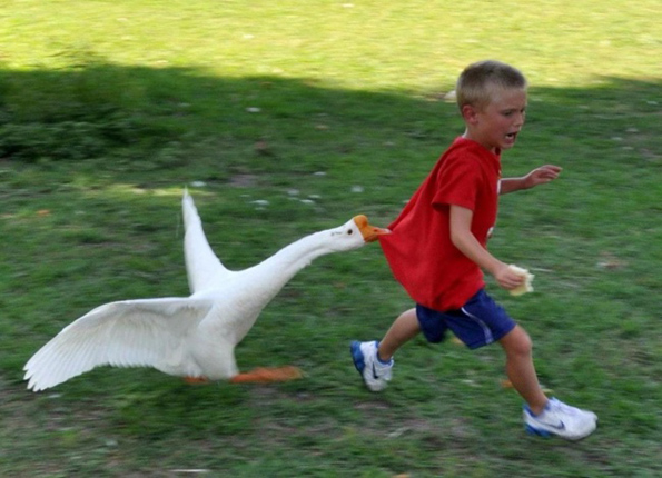 Фотографии што ќе ви докажат дека и животните понекогаш се однесуваат како вистински идиоти