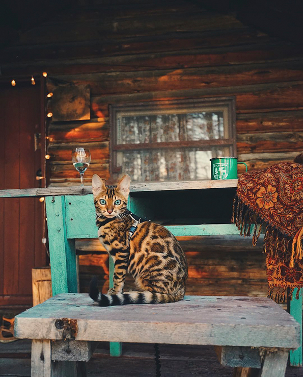 Запознајте ја Суки: Мачката што сигурно патува повеќе од вас!