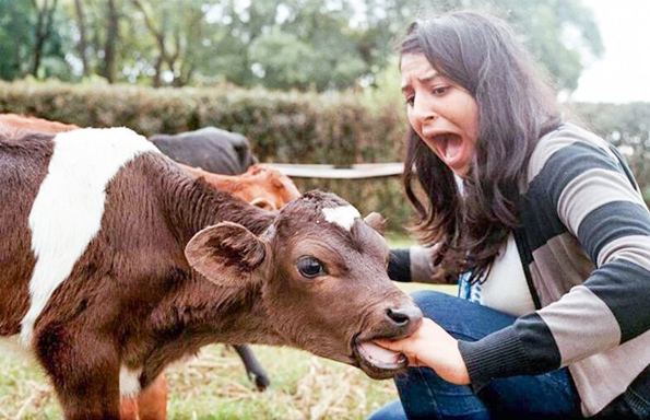 Фотографии што ќе ви докажат дека и животните понекогаш се однесуваат како вистински идиоти