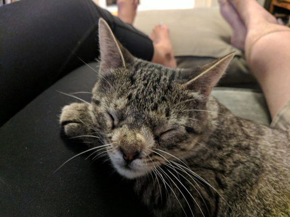 Маче со вишок хромозом за малку ќе го изгубело животот поради неговиот необичен изглед