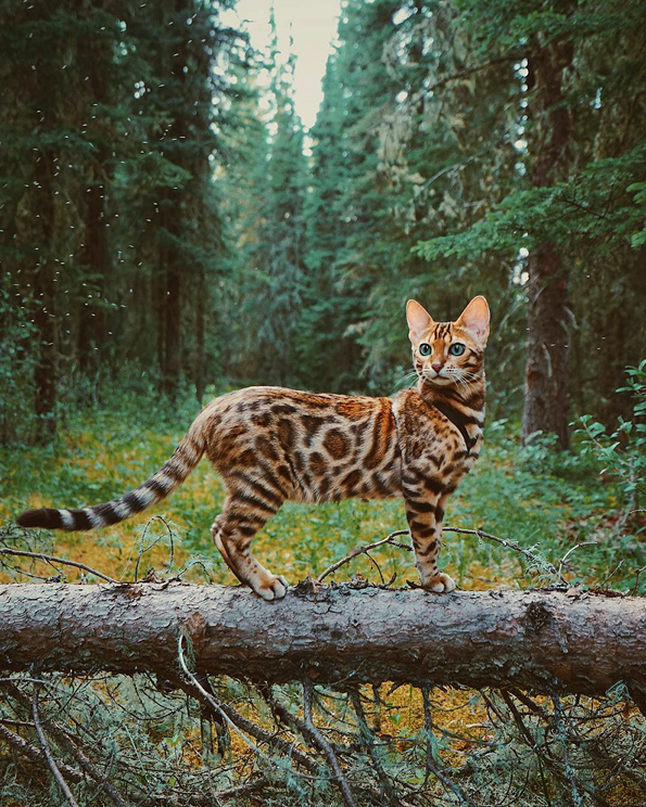 Запознајте ја Суки: Мачката што сигурно патува повеќе од вас!