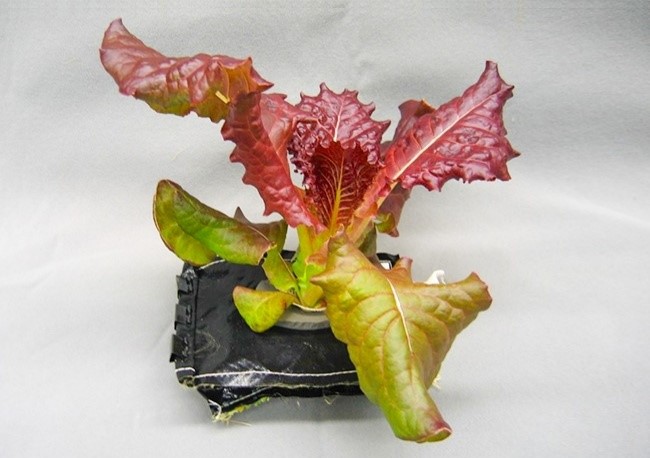 (19)20-neverojatni-fakti-i-lagi-za-hranata-kafepauza.mk