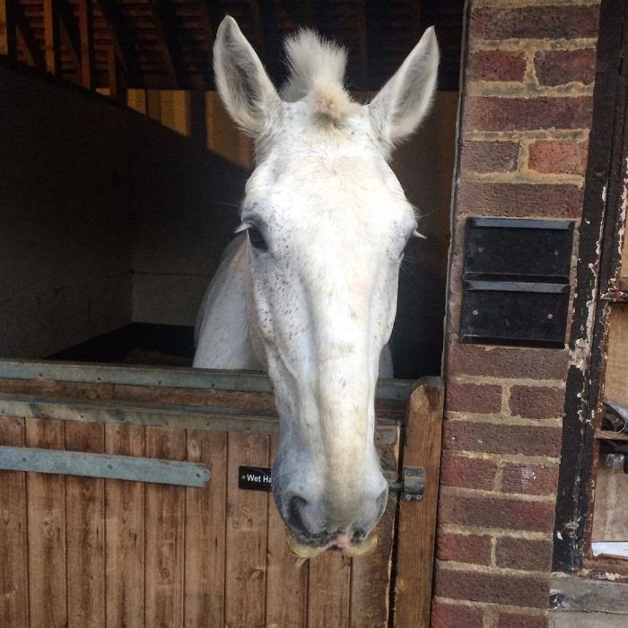 (19)fotografii-od-konji-so-mustakji-kafepauza.mk