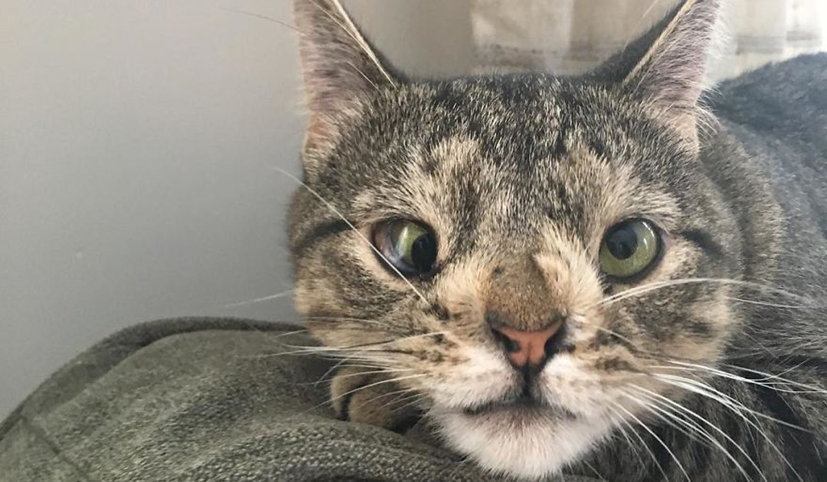 Маче со вишок хромозом за малку ќе го изгубело животот поради неговиот необичен изглед