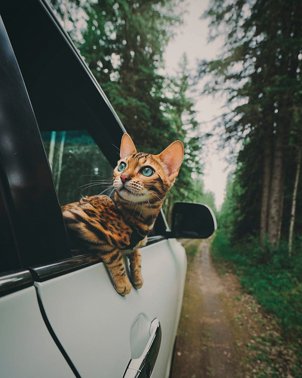 Запознајте ја Суки: Мачката што сигурно патува повеќе од вас!