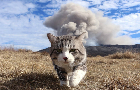 Профил на Твитер спојува фотографии од мачки со текстови од метал песни и резултатите се урнебесни!