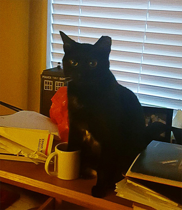 Фотографии што ќе ви докажат дека и животните понекогаш се однесуваат како вистински идиоти