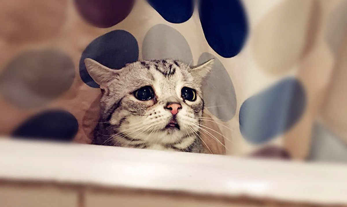 Запознајте ја Луху: Најтажното маче во светот што ќе ви го скрши срцето