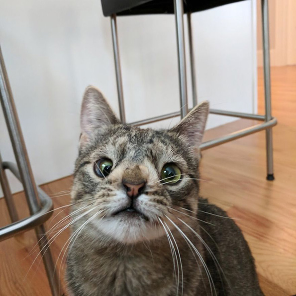 Маче со вишок хромозом за малку ќе го изгубело животот поради неговиот необичен изглед