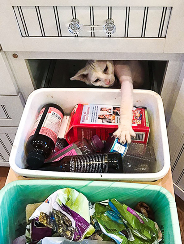 Фотографии што ќе ви докажат дека и животните понекогаш се однесуваат како вистински идиоти