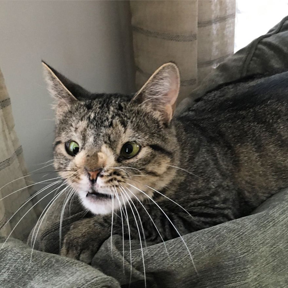 Маче со вишок хромозом за малку ќе го изгубело животот поради неговиот необичен изглед