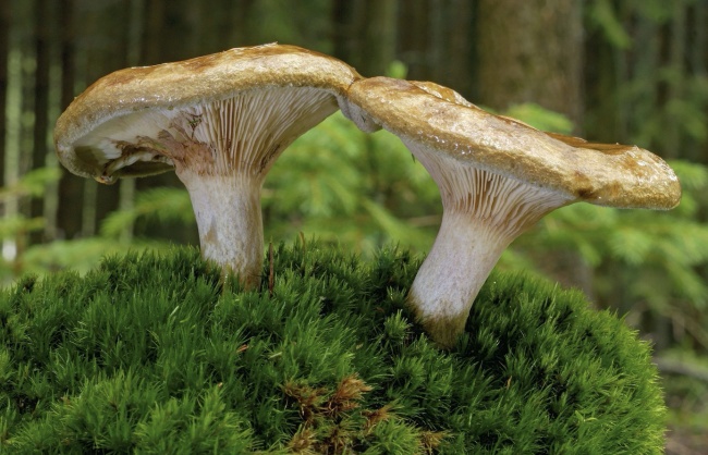 (9)12-smrtonosni-obroci-koi-lugjeto-niz-svetot-sakaat-da-gi-jadat-kafepauza.mk