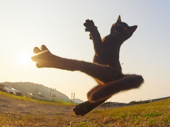 Нинџа мачки: Овој фотограф ги прикажува мачките во сосема ново светло!