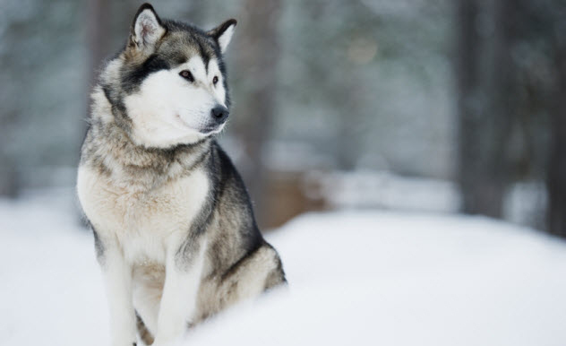 (10)neverojatni-prikazni-za-prezhivuvanje-na-arktikot-kafepauza.mk