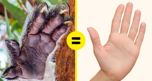 15 чудни факти што нема да ви се верува дека се вистинити