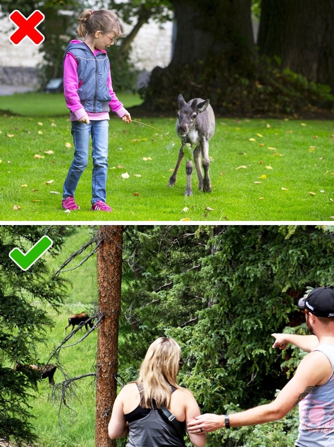 (1)10-greshki-so-divite-zhivotni-koi-mozhe-da-ve-chinat-zhivot-kafepauza.mk