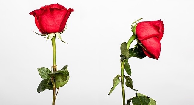 (1)10-trikovi-od-nashite-babi-koi-se-ushe-funkcioniraat-kafepauza.mk