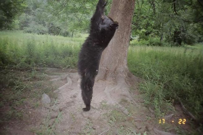 (11)shto-pravat-zhivotnite-koga-ne-gi-gleda-nikoj-kafepauza.mk