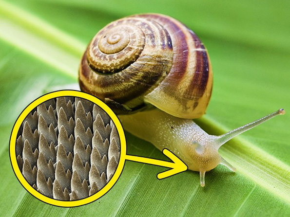 15 чудни факти што нема да ви се верува дека се вистинити