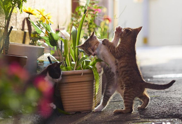 Нинџа мачки: Овој фотограф ги прикажува мачките во сосема ново светло!