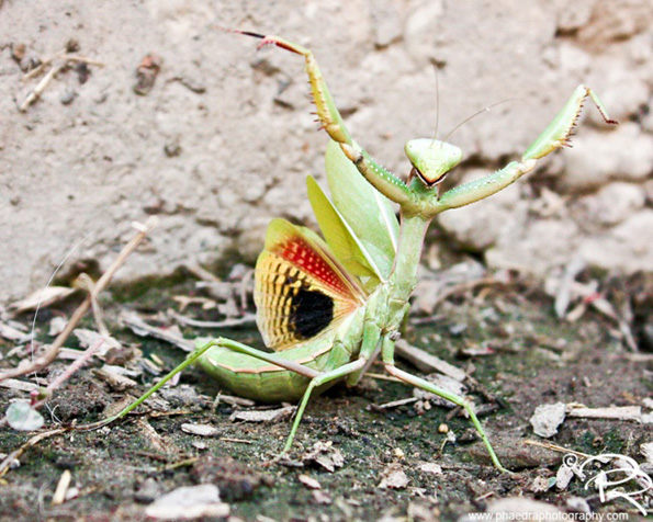 15 чудни факти што нема да ви се верува дека се вистинити