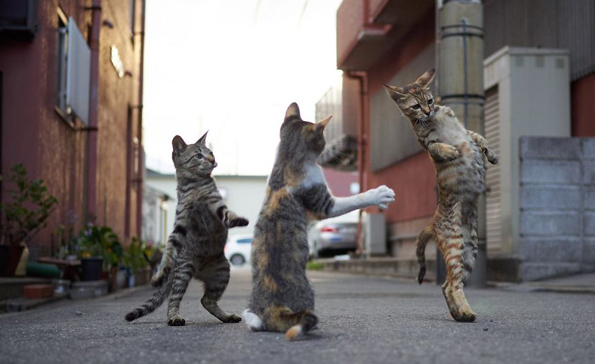 Нинџа мачки: Овој фотограф ги прикажува мачките во сосема ново светло!