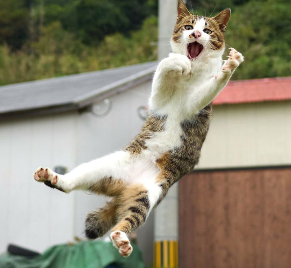 Нинџа мачки: Овој фотограф ги прикажува мачките во сосема ново светло!