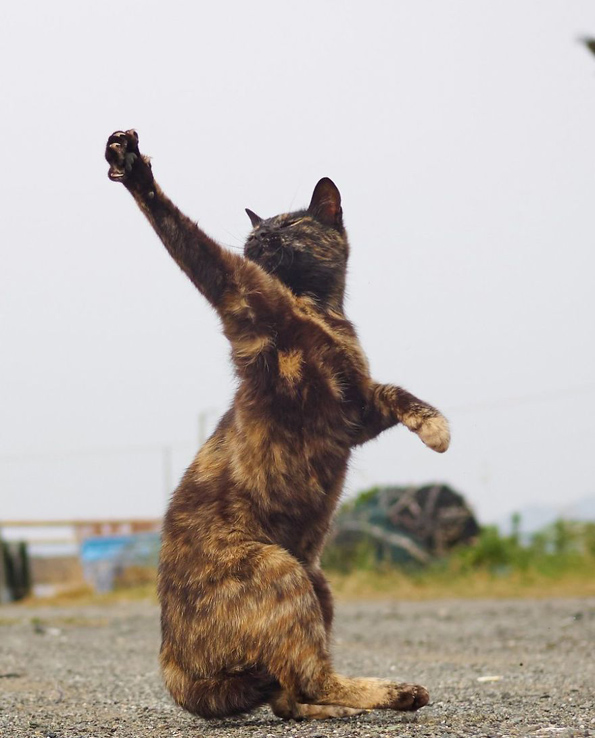 Нинџа мачки: Овој фотограф ги прикажува мачките во сосема ново светло!