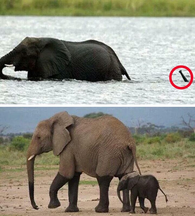 (20)fotografii-koi-ja-otkrivaat-najubavata-strana-na-nashiot-svet-kafepauza.mk