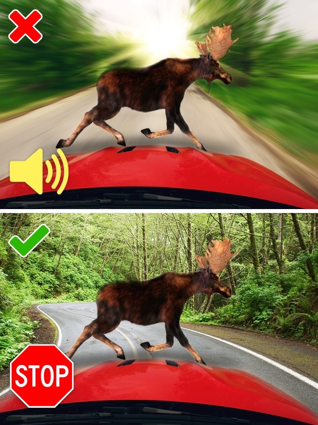 (2)10-greshki-so-divite-zhivotni-koi-mozhe-da-ve-chinat-zhivot-kafepauza.mk