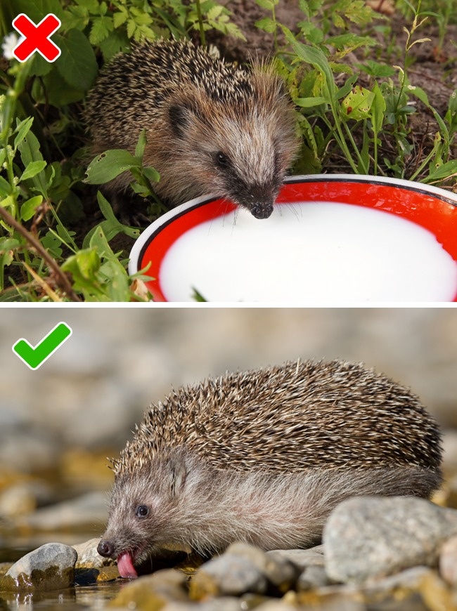 (3)10-greshki-so-divite-zhivotni-koi-mozhe-da-ve-chinat-zhivot-kafepauza.mk