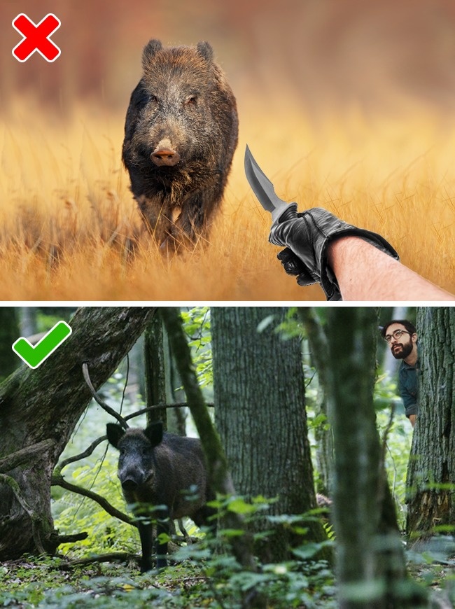 (4)10-greshki-so-divite-zhivotni-koi-mozhe-da-ve-chinat-zhivot-kafepauza.mk