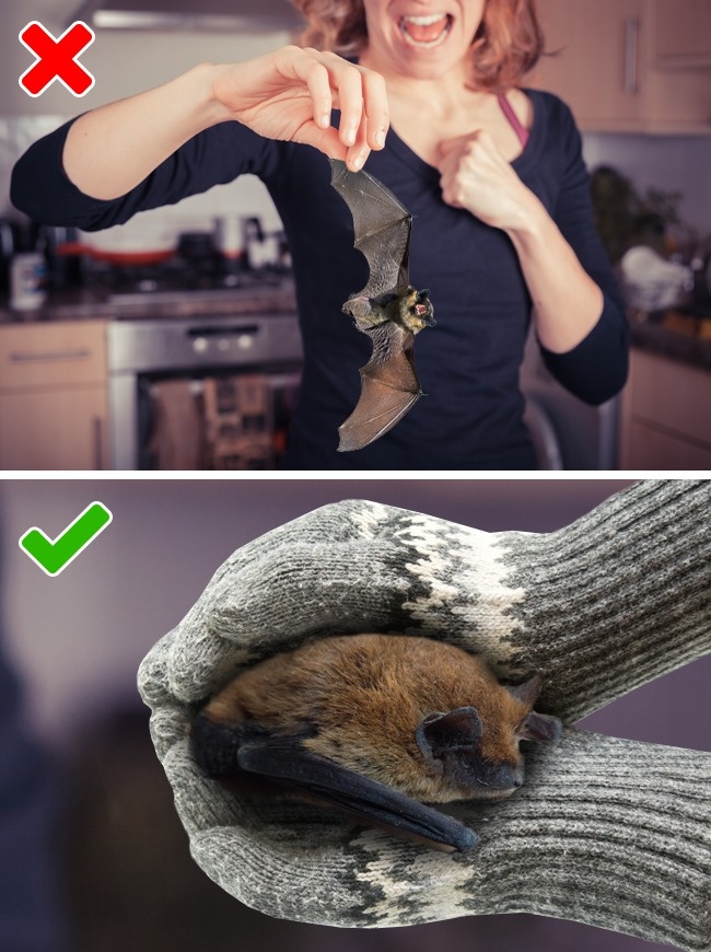 (5)10-greshki-so-divite-zhivotni-koi-mozhe-da-ve-chinat-zhivot-kafepauza.mk