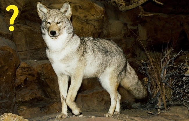 (6)10-greshki-so-divite-zhivotni-koi-mozhe-da-ve-chinat-zhivot-kafepauza.mk