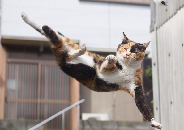 Нинџа мачки: Овој фотограф ги прикажува мачките во сосема ново светло!