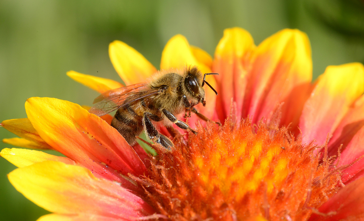 Неверојатно научно откритие: Отровот на пчелите може да го излечи вирусот ХИВ