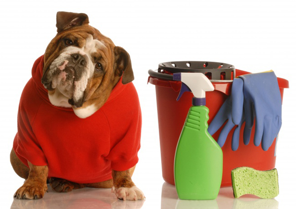10 работи во домот што се многу опасни за вашето домашно милениче