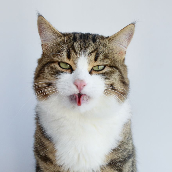 Запознајте го Рекси: Мачорот кој може да прави секакви трикови со јазикот