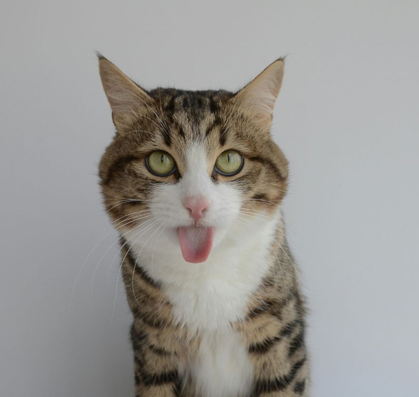 Запознајте го Рекси: Мачорот кој може да прави секакви трикови со јазикот
