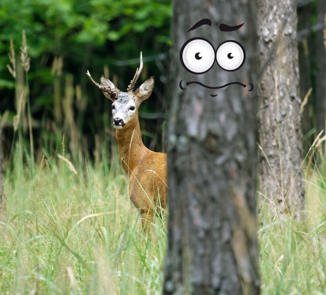 (11)12-fakti-koi-pokazhuvaat-deka-svetot-e-poln-so-iznenaduvanja-kafepauza.mk