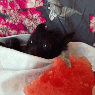 Доколку мислите дека лилјаците се страшни, следниве фотографии и гифови ќе ви го сменат мислењето