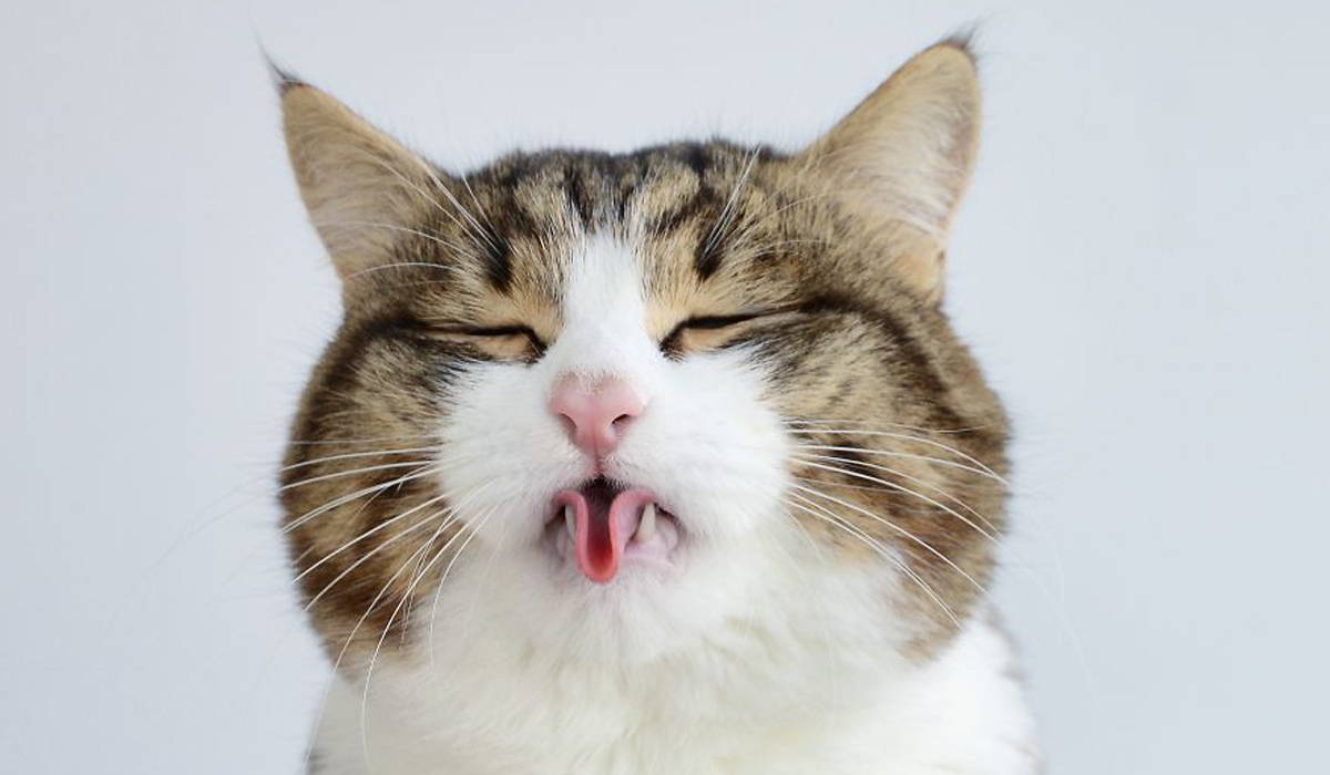 Запознајте го Рекси: Мачорот кој може да прави секакви трикови со јазикот