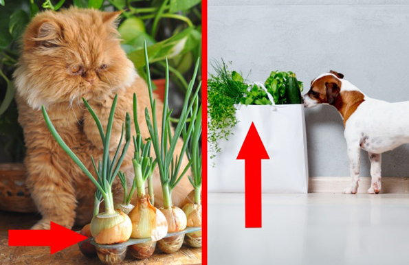 10 работи во домот што се многу опасни за вашето домашно милениче