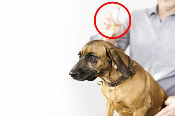 10 работи во домот што се многу опасни за вашето домашно милениче