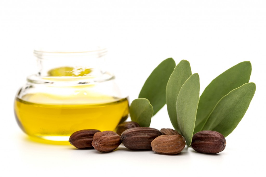 Jojoba oil, seeds and leaves